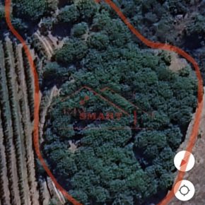 Prédio rústico / VENDA / Sever / Moimenta da Beira.